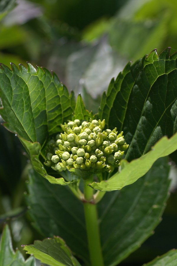 Hydrangea Bud by Joy Watson